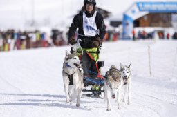 Lenk 2013